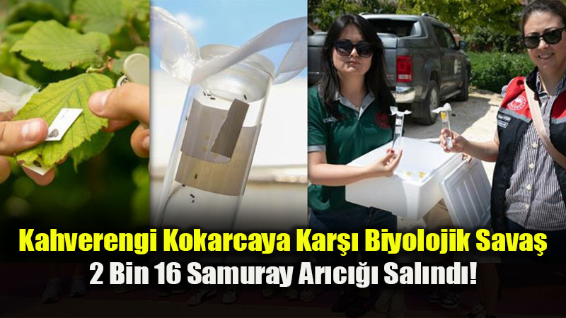 Tar�mda Kimyasal Yerine Biyolojik M�cadele: Eski�ehir Sahalar�nda Samuray Ar�c��� D�nemi