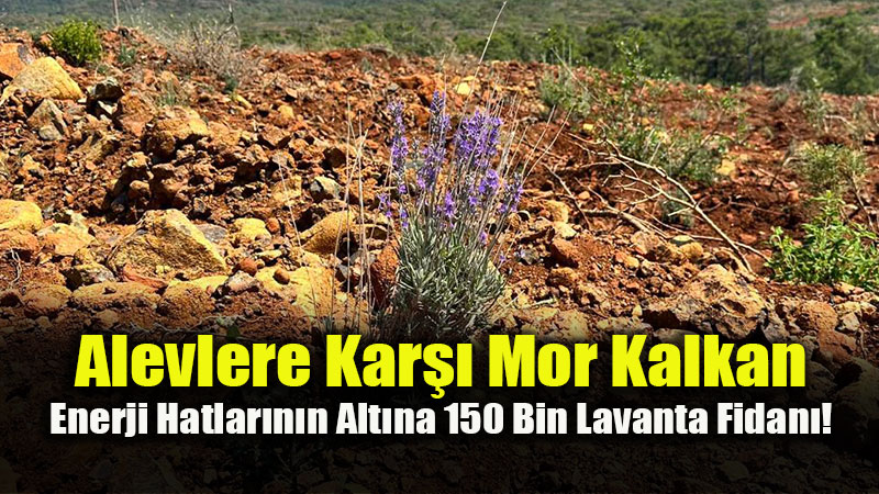 Enerji Nakil Hatlar�n�n Alt�nda 150 Bin Lavanta Fidan� Toprakla Bulu�tu