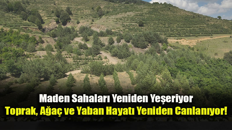 K�m�r Sahas�ndan Ormana D�n���m: Merzifon’da 31 Bin 600 Fidan Toprakla Bulu�tu